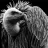 Condor